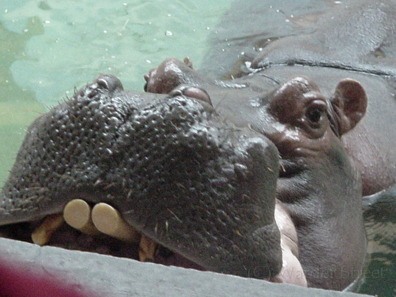 Hippo 3.jpg